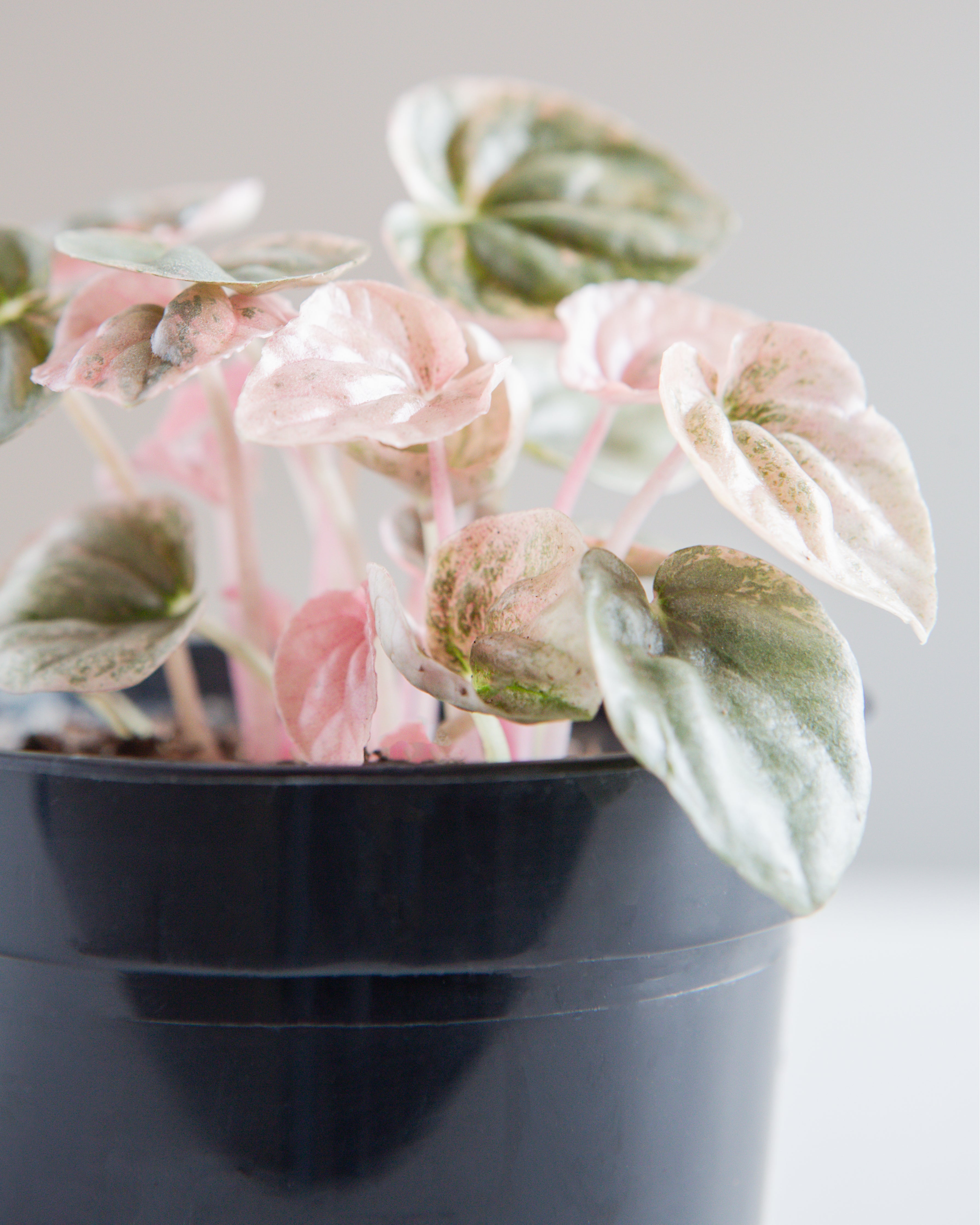 PEPEROMIA 'PINK LADY' 3.5" Grower Pot