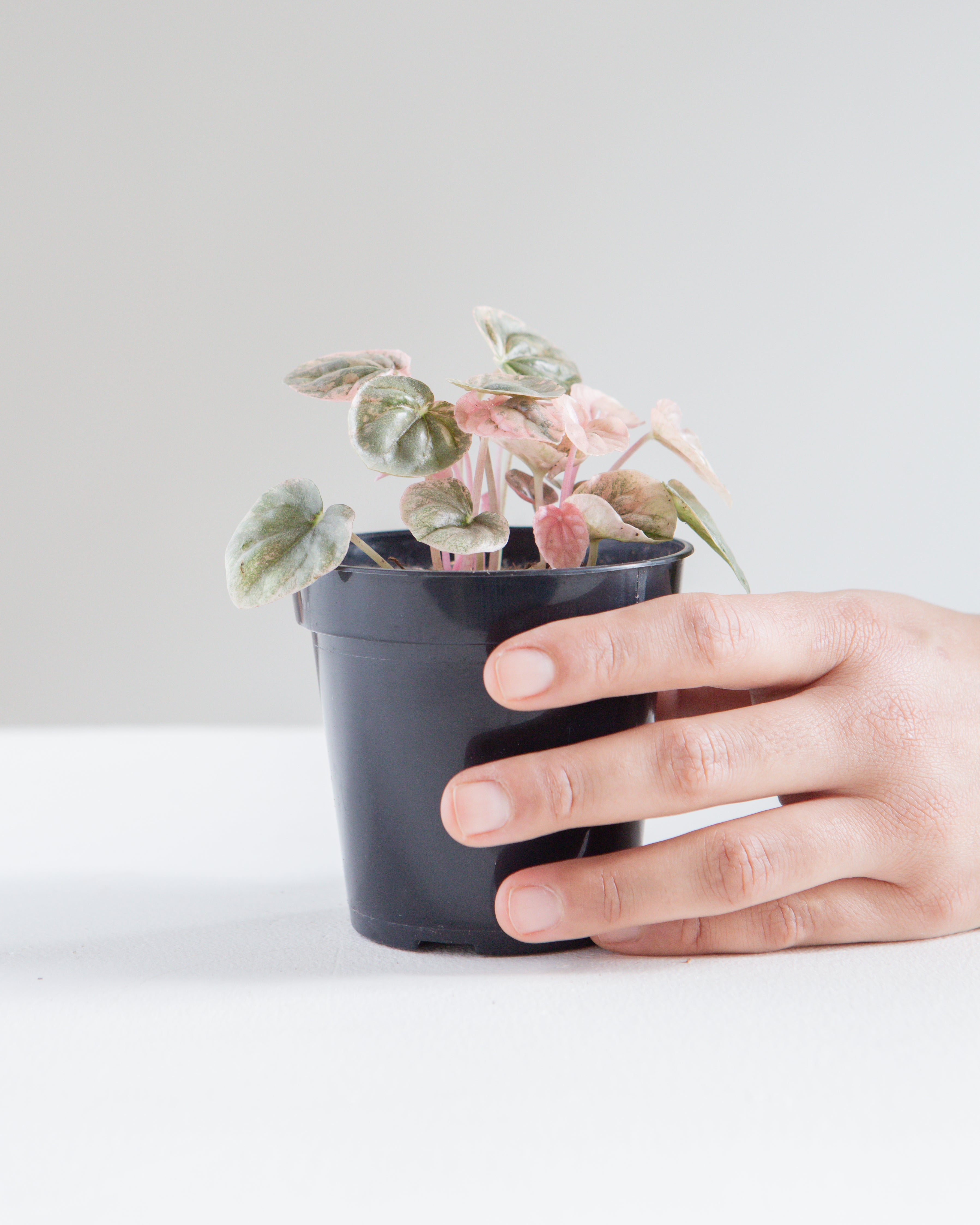 PEPEROMIA 'PINK LADY' 3.5" Grower Pot