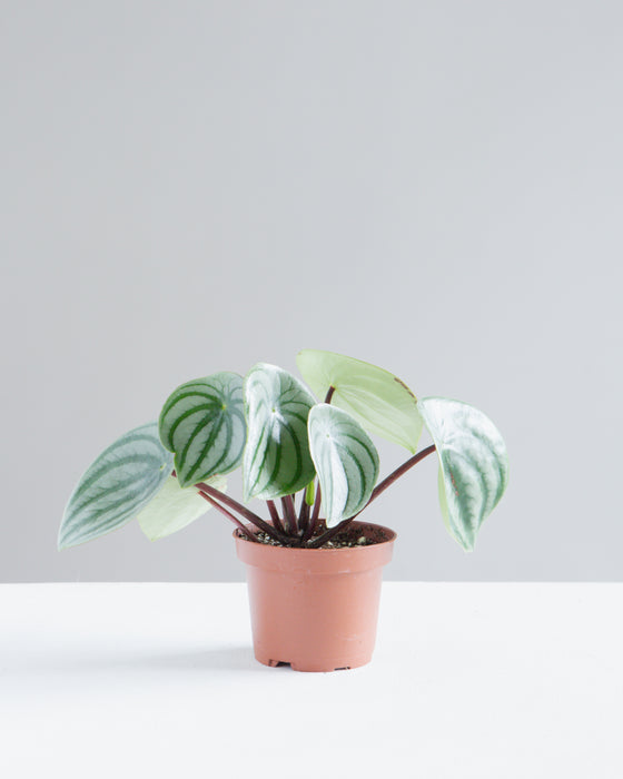 PEPEROMIA ‘WATERMELON’ 4" Grower Pot