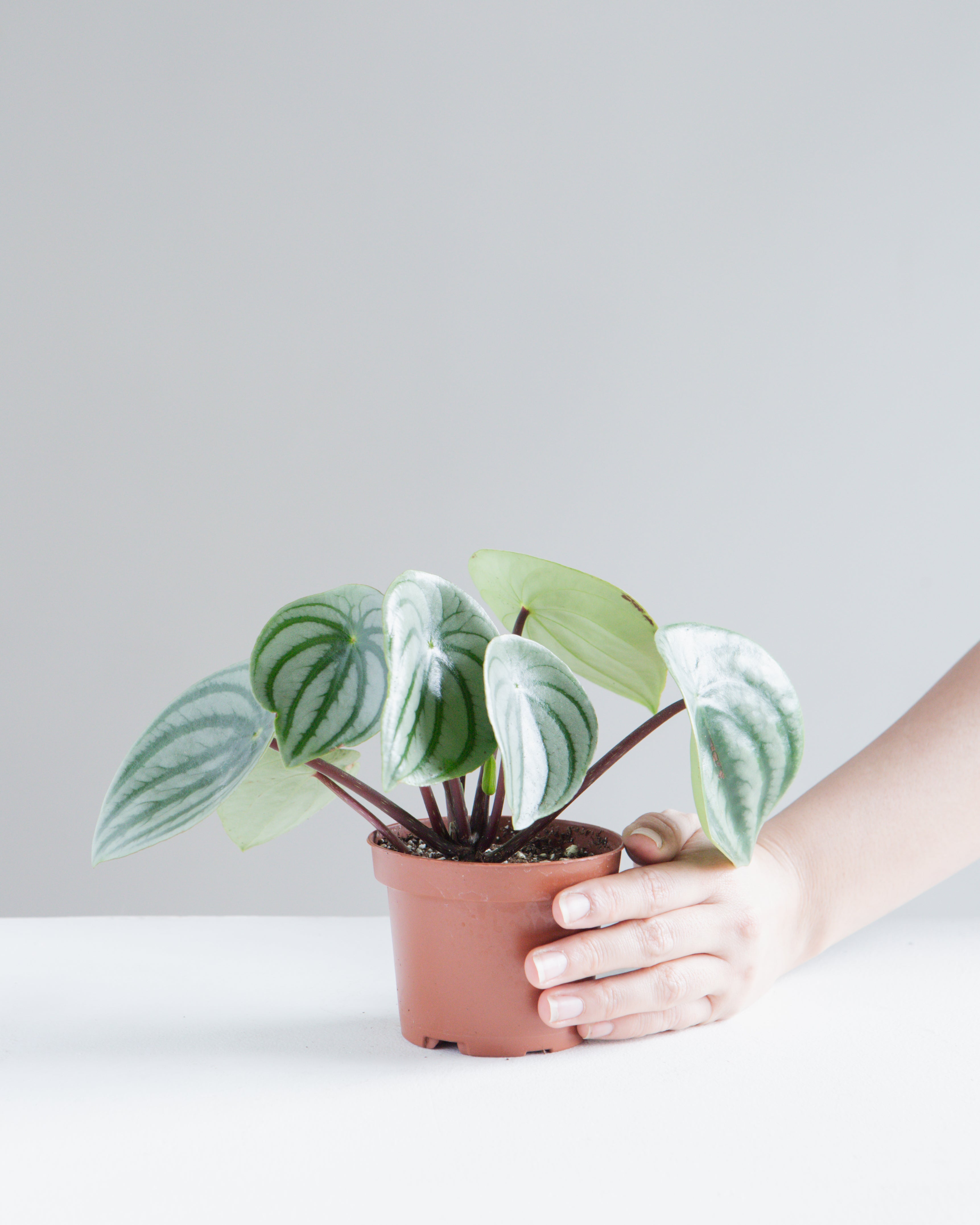 Watermelon Peperomia: Peperomia argyreia - 4 inch pot