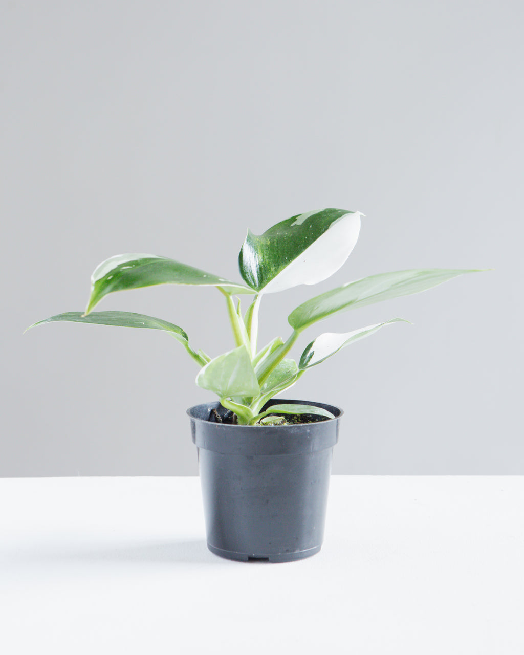 White Knight: Philodendron sp. - 4 inch pot