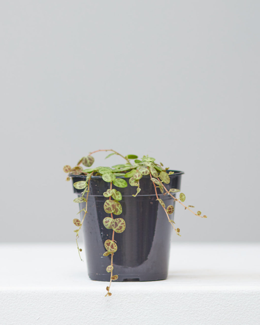 String of Turtles: Peperomia prostrata - 4 inch pot