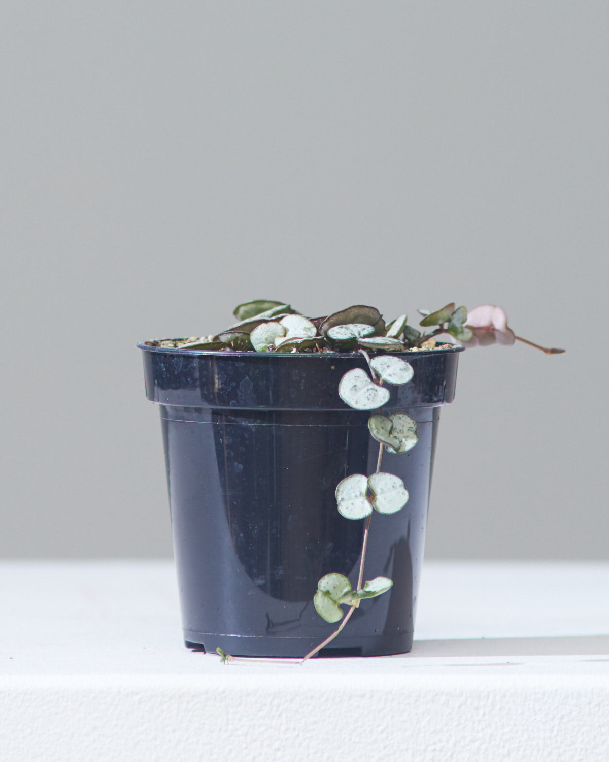 STRING OF HEARTS 'SILVER GLORY' 3.5" Grower Pot