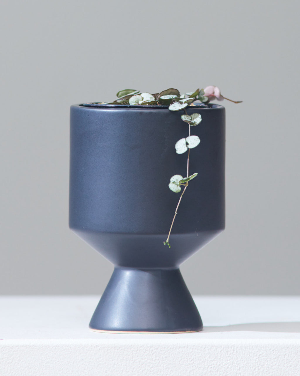 STRING OF HEARTS 'SILVER GLORY' 3.5" Grower Pot