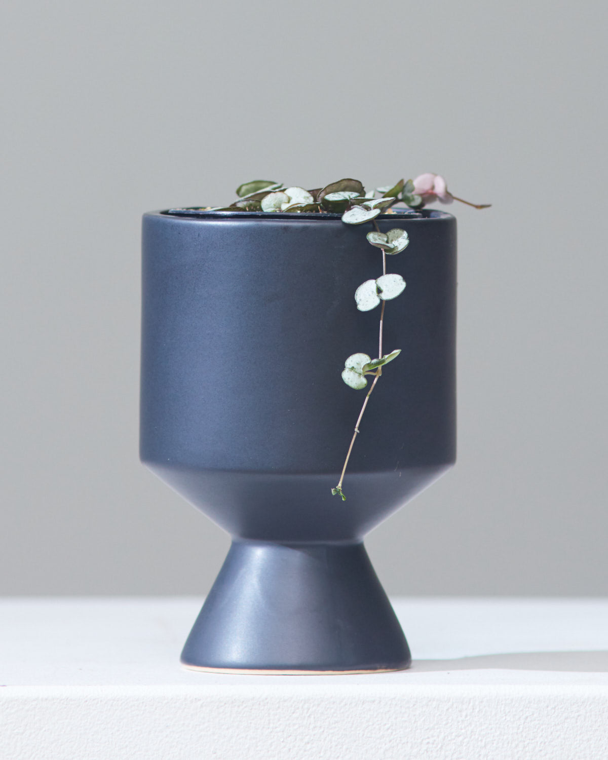 STRING OF HEARTS 'SILVER GLORY' 3.5" Grower Pot