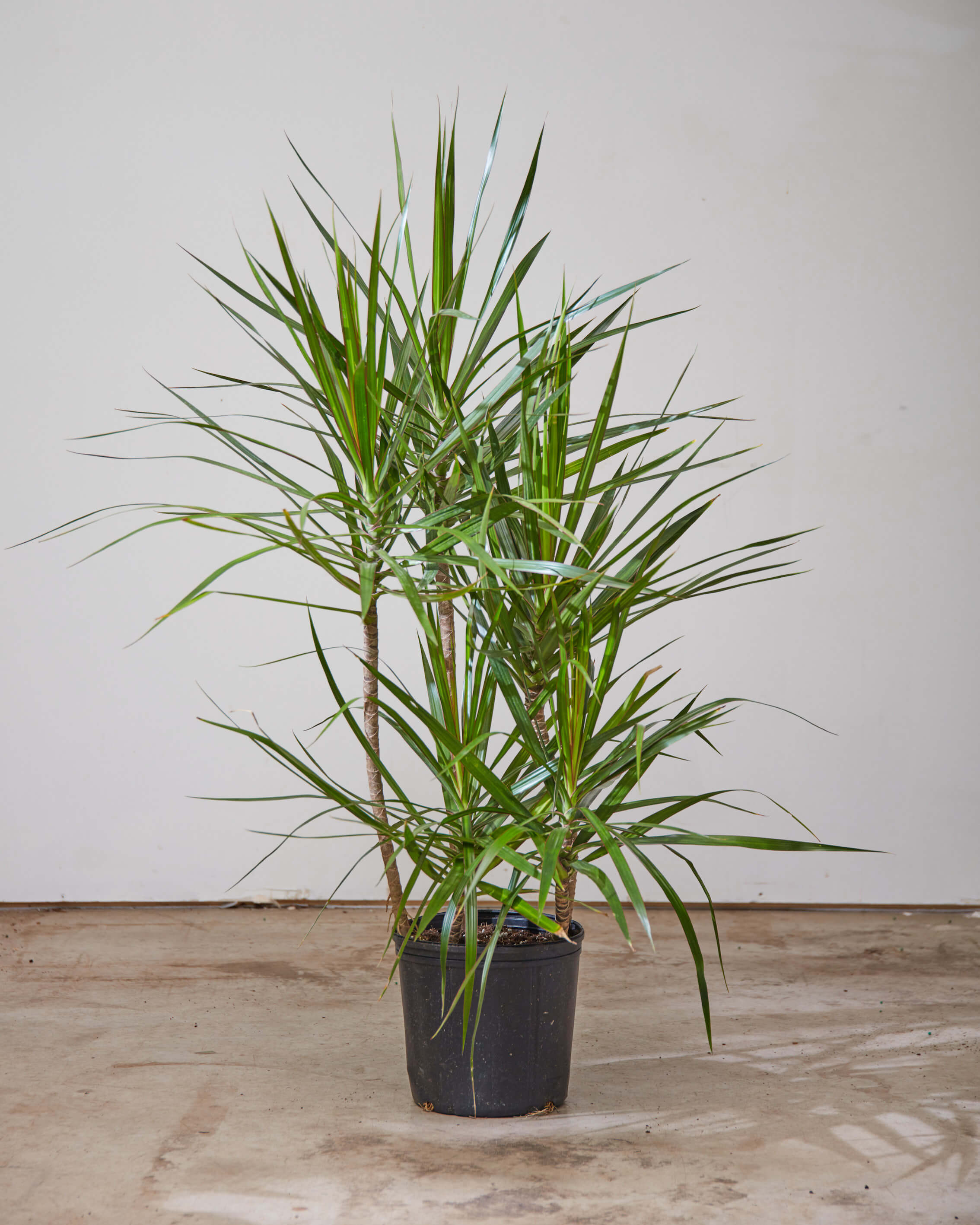 Staggered Dragon Tree: Dracaena marginata - 10 inch pot - 4-5 foot tall