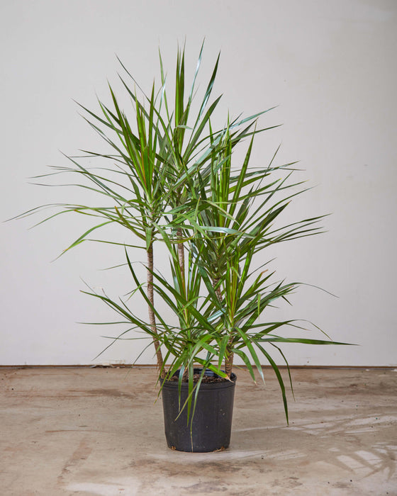 DRACAENA MARGINATA STAGGERED 10" Grower Pot (4' tall)