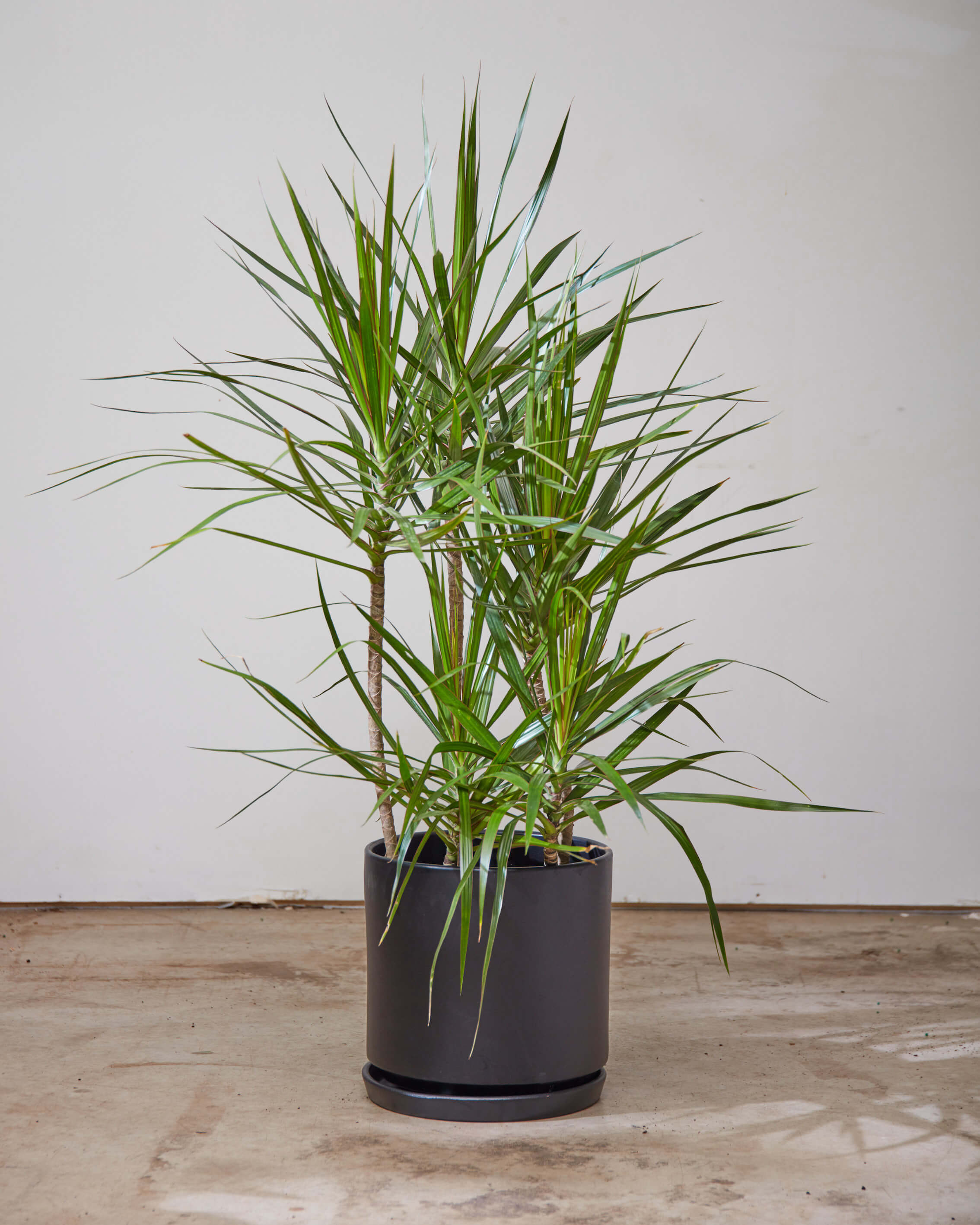 Staggered Dragon Tree: Dracaena marginata - 10 inch pot - 4-5 foot tall