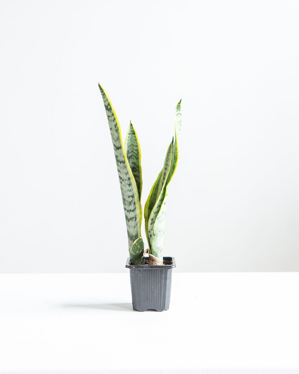 Yellow Snake Plant: Sansevieria trifasciata 'Laurentii' - 4 inch pot