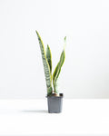 Yellow Snake Plant: Sansevieria trifasciata 'Laurentii' - 4 inch pot