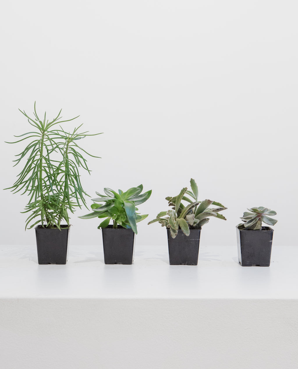 Assorted Succulents - 4 inch pot