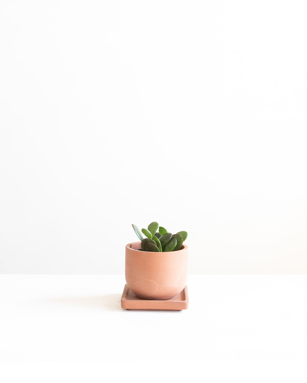 JADE 3" Grower Pot