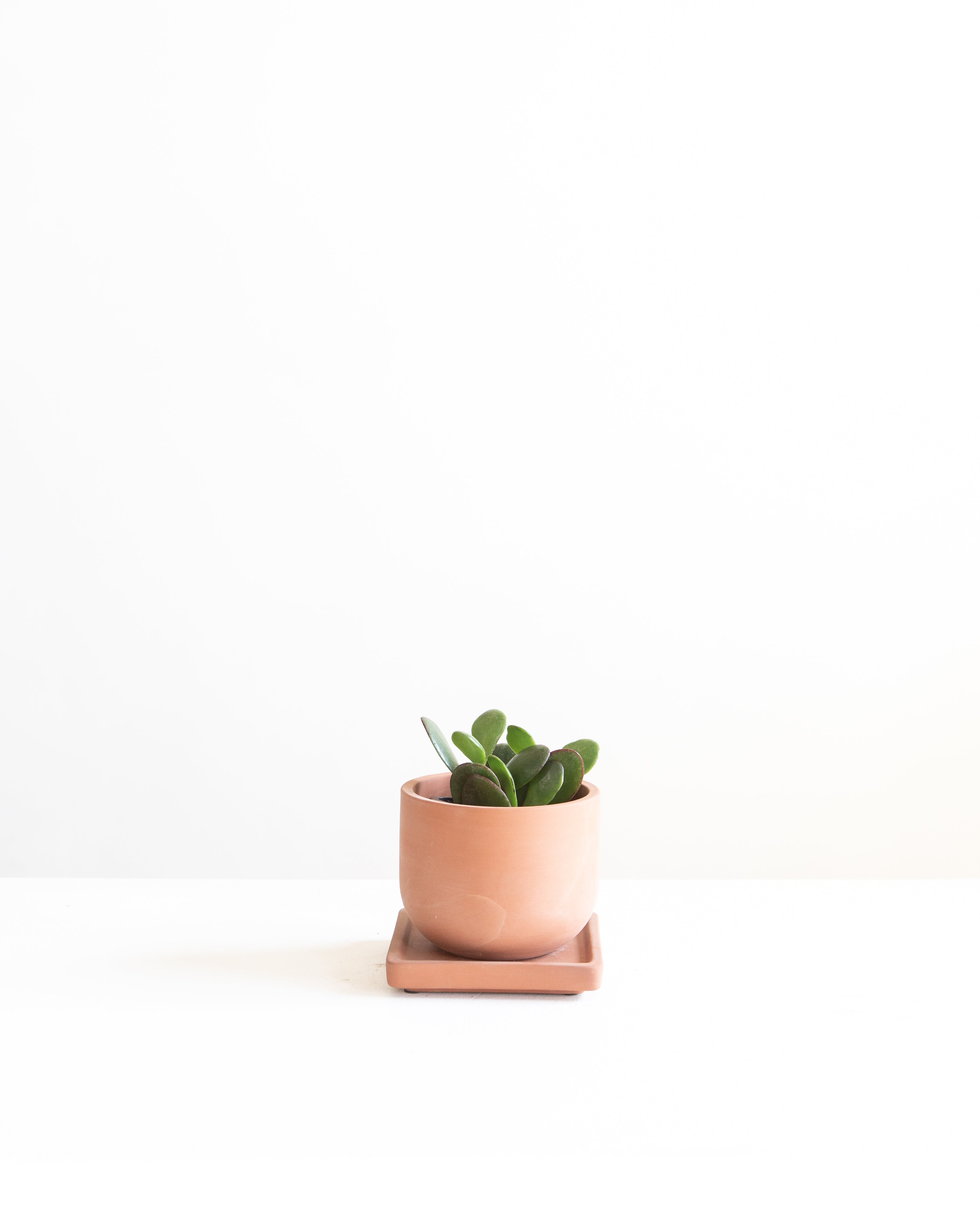 JADE 3" Grower Pot