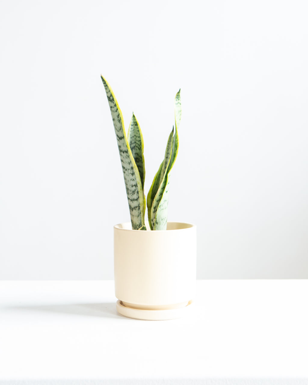 Yellow Snake Plant: Sansevieria trifasciata 'Laurentii' - 4 inch pot