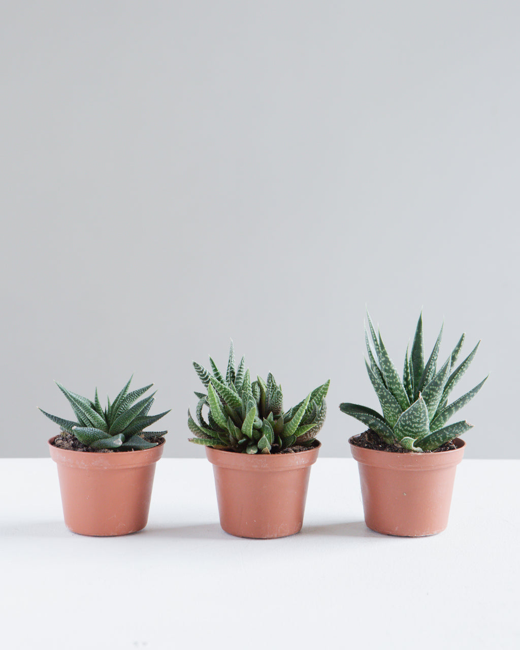 ASSORTED HAWORTHIA 3" Grower Pot.