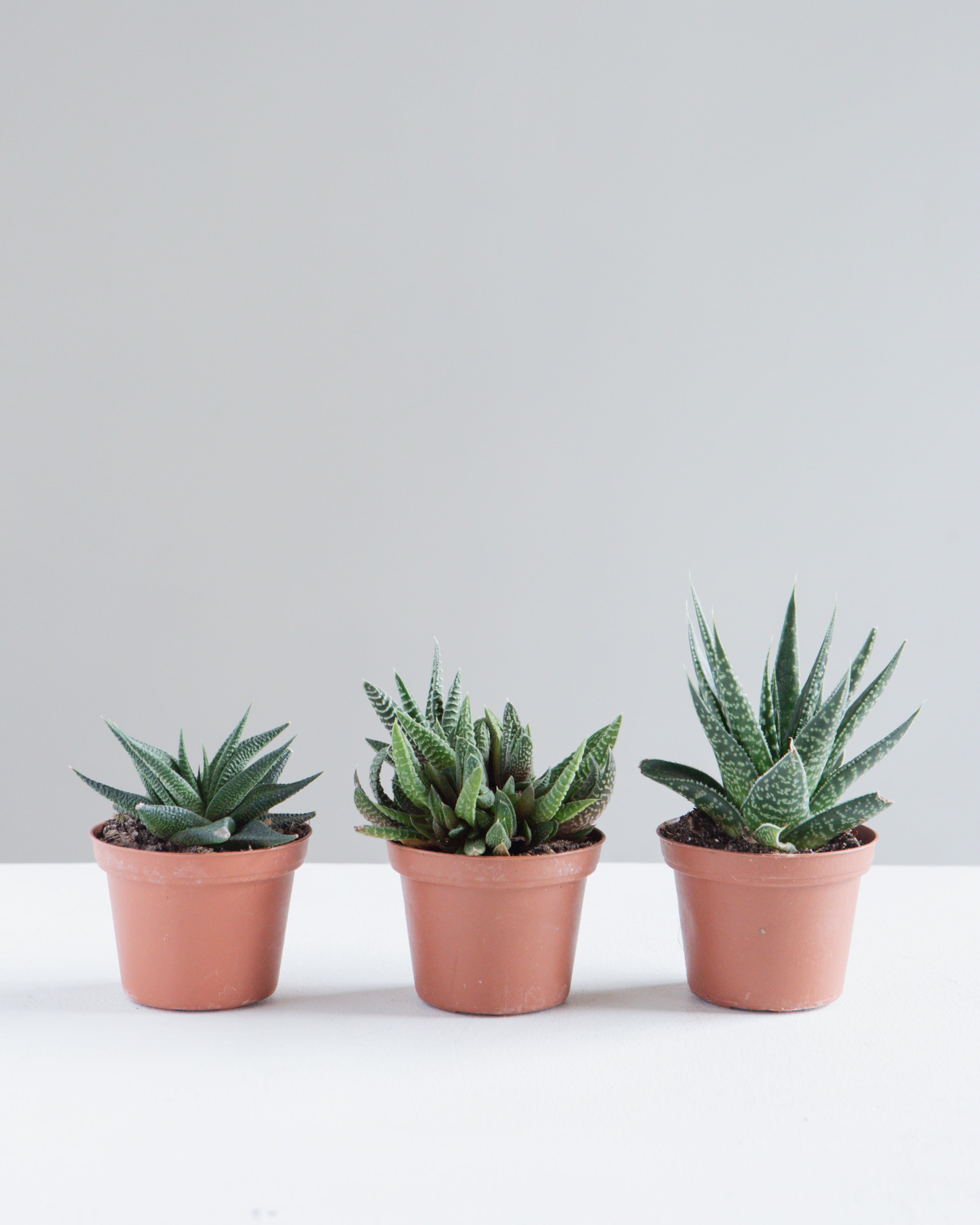 ASSORTED HAWORTHIA 3" Grower Pot.