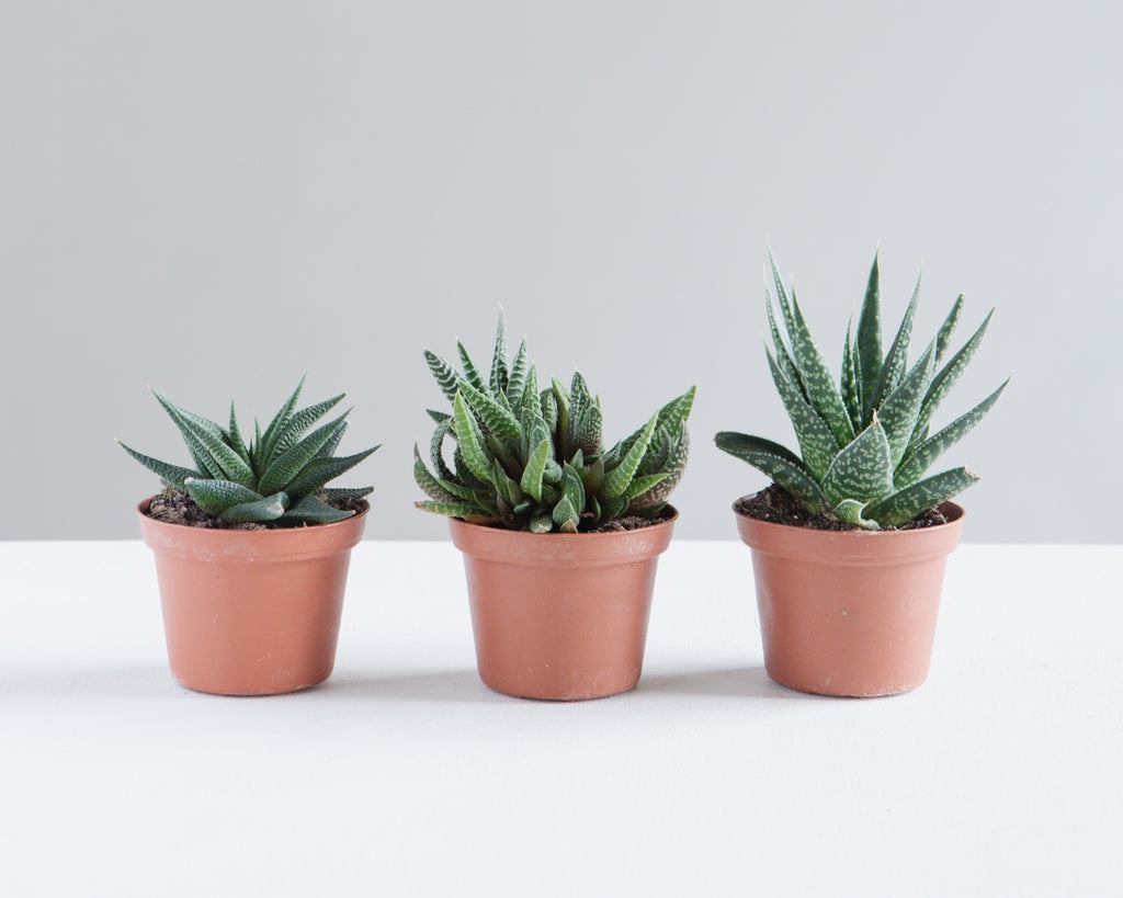 ASSORTED HAWORTHIA 3" Grower Pot.