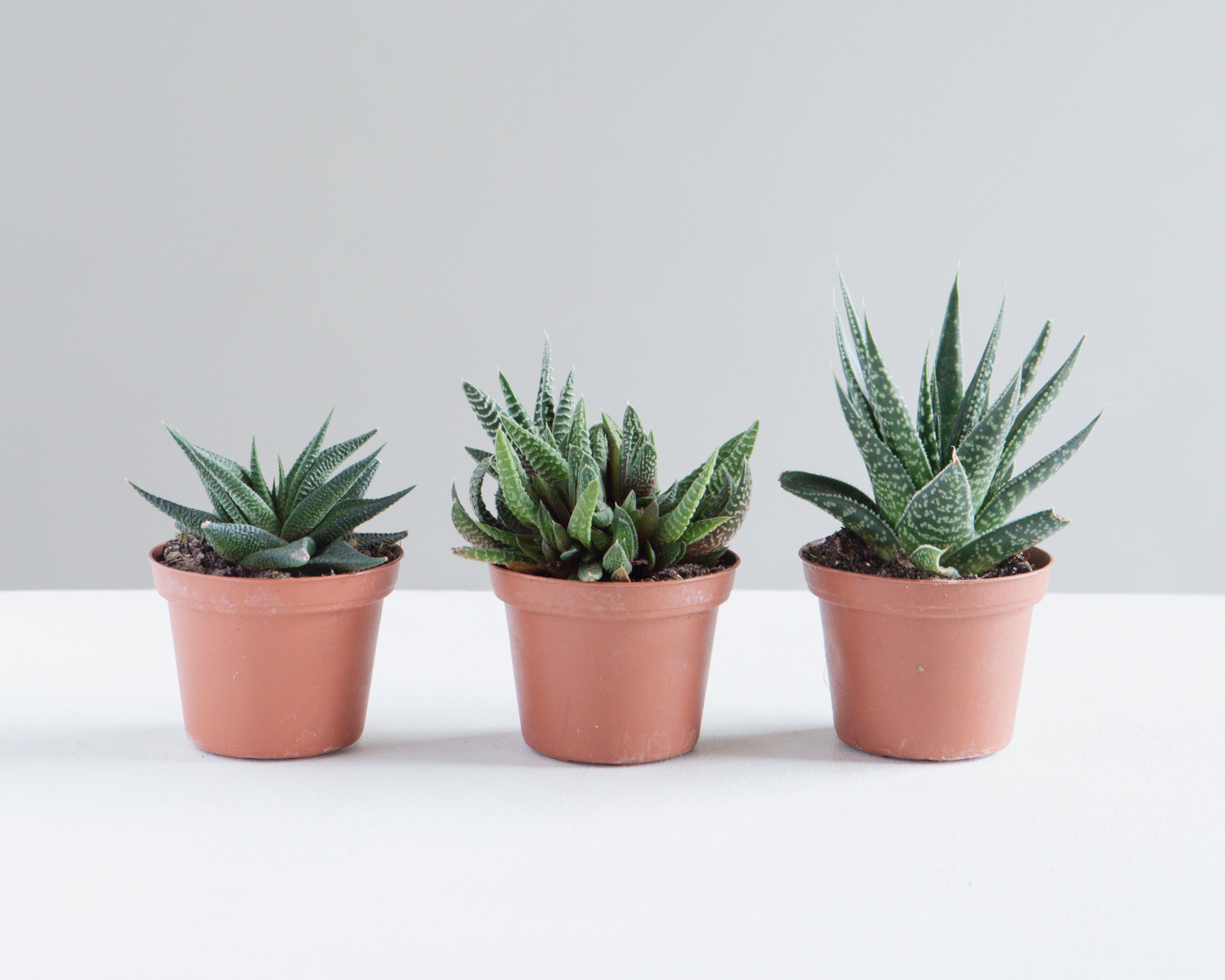 ASSORTED HAWORTHIA 3" Grower Pot.