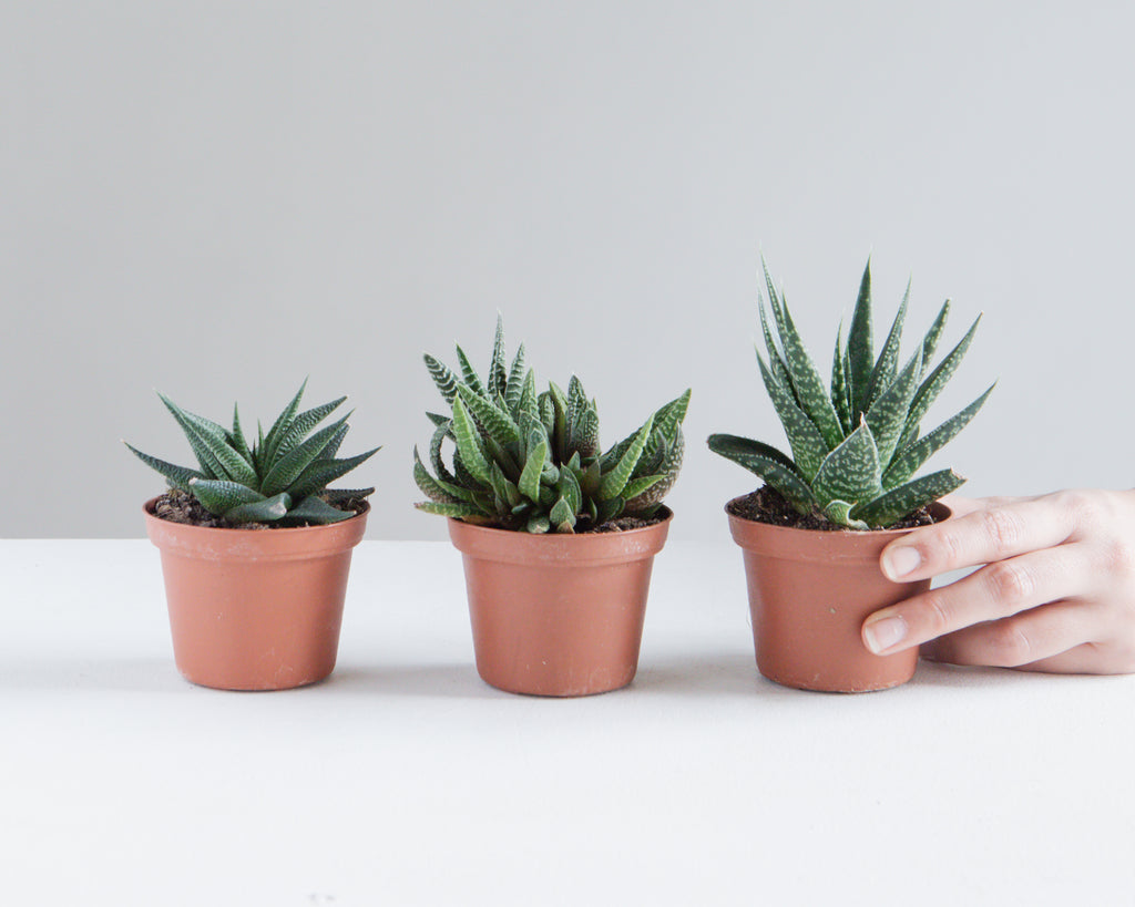 ASSORTED HAWORTHIA 3" Grower Pot.