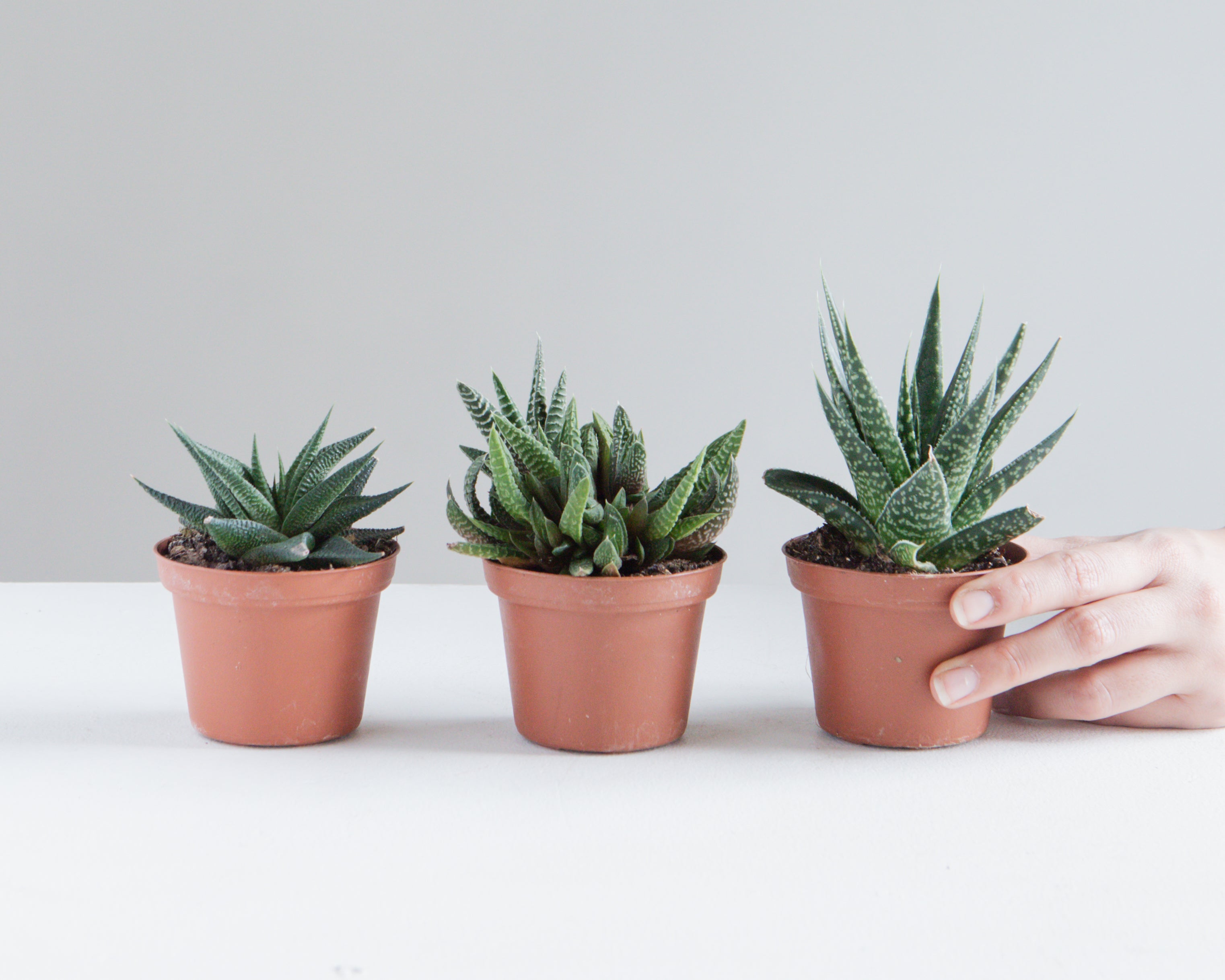 ASSORTED HAWORTHIA 3" Grower Pot.