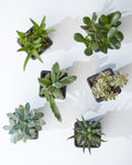 SUCCULENT TRIO - GROWER'S CHOICE 3" Grower Pot