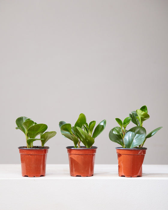 PEPEROMIA OBSTUSIFOLIA 4" Grower Pot