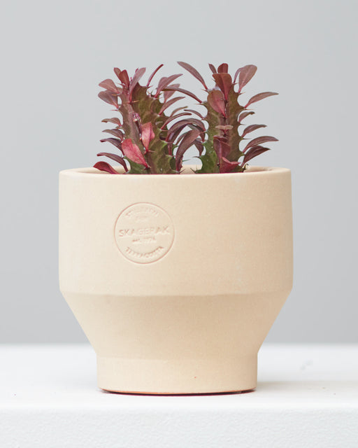 Red African Milk Tree Cactus: Euphorbia trigona - 4 inch pot