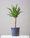 YUCCA 10" Grower Pot (3' tall)