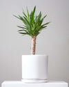 YUCCA 10" Grower Pot (3' tall)