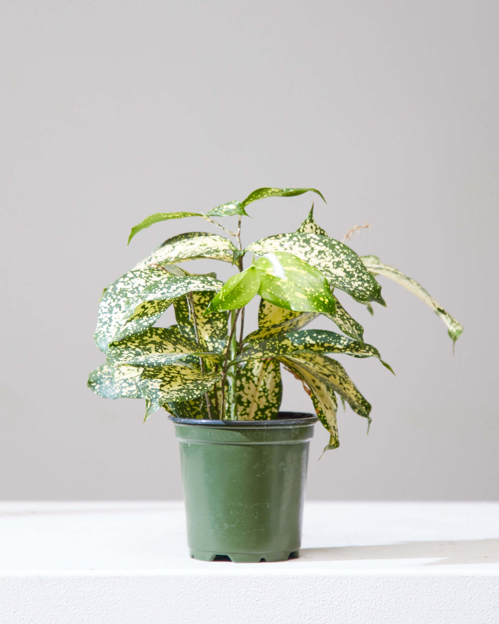 Florida Beauty Cane: Dracaena surculosa - 4 inch pot