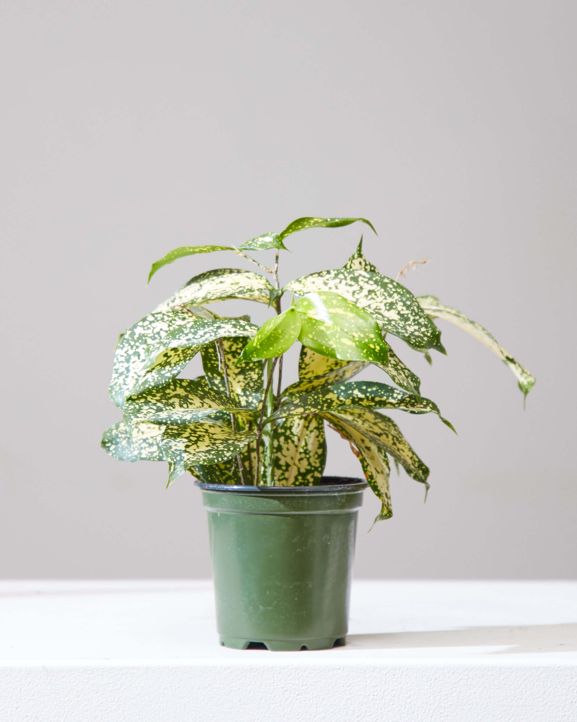 Florida Beauty Cane: Dracaena surculosa - 4 inch pot