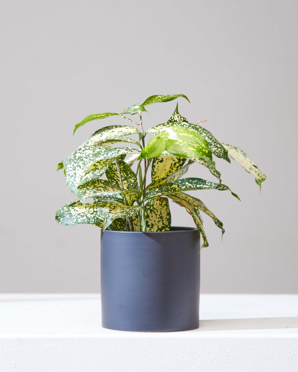 Florida Beauty Cane: Dracaena surculosa - 4 inch pot