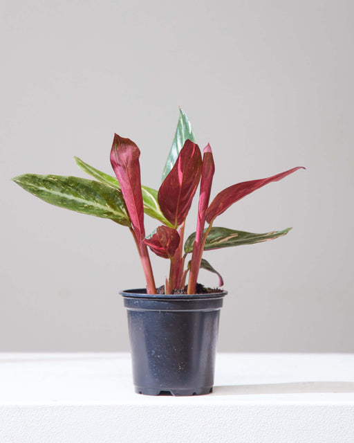 Magic Star: Stromanthe - 4 inch pot