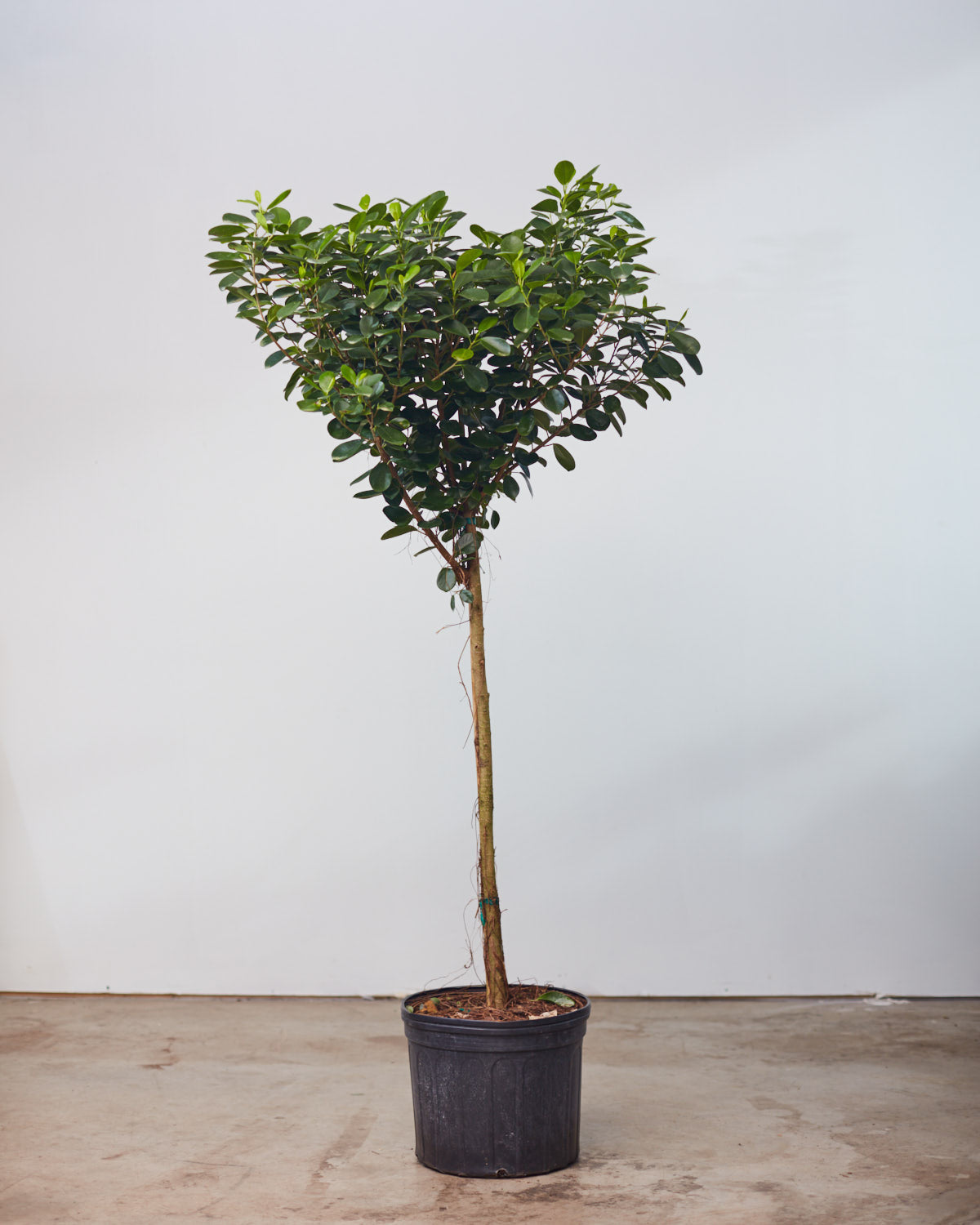 FICUS MOCLAME 12" Grower Pot (~5' tall)