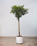 FICUS MOCLAME 12" Grower Pot (~5' tall)