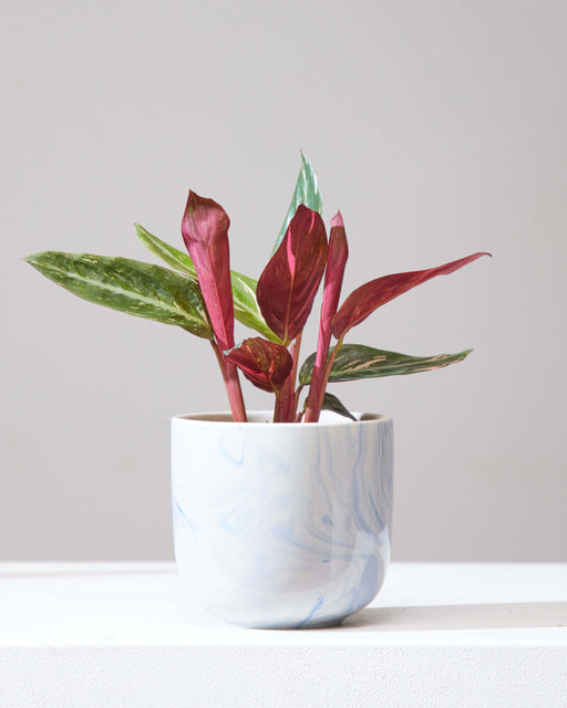 Magic Star: Stromanthe - 4 inch pot