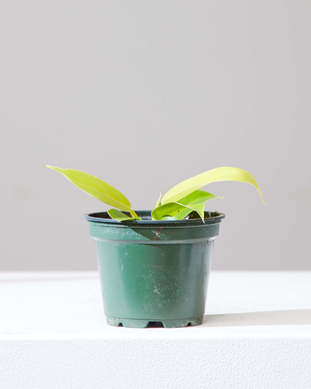 PHILODENDRON 'MOONLIGHT' 4" Grower Pot