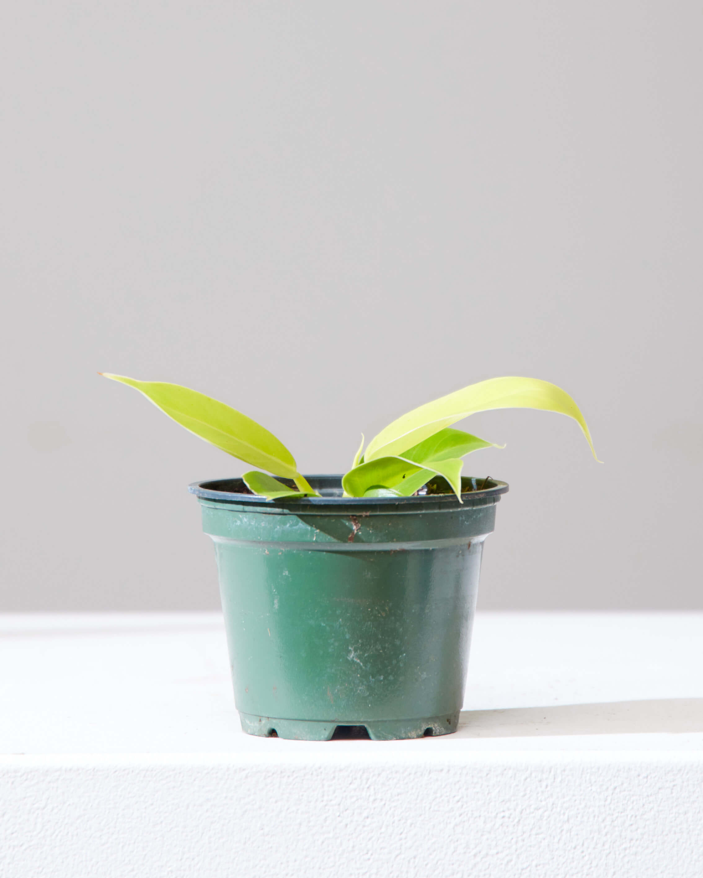 PHILODENDRON 'MOONLIGHT' 4" Grower Pot