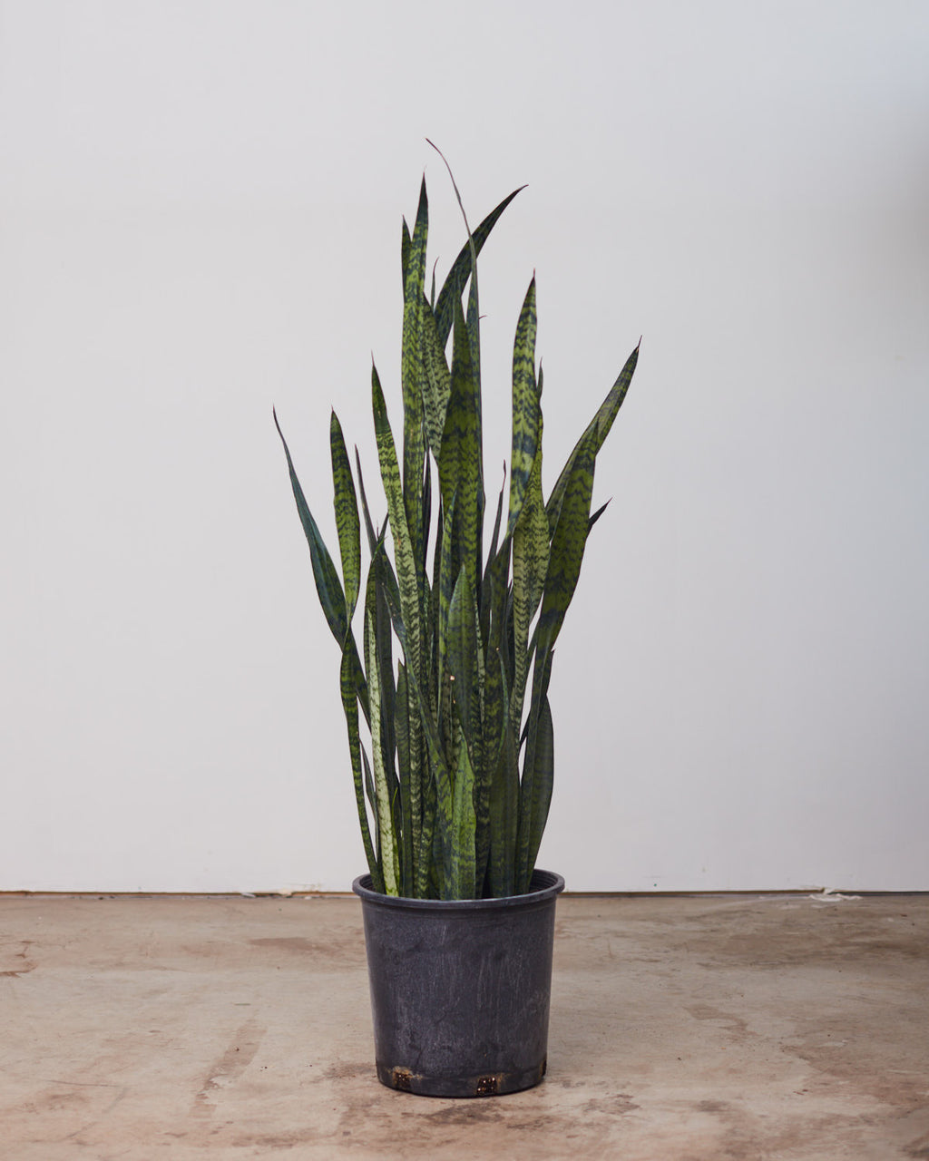 Green Snake Plant: Sansevieria trifasciata 'Zeylanica' - 14 inch pot - 3-4 foot tall