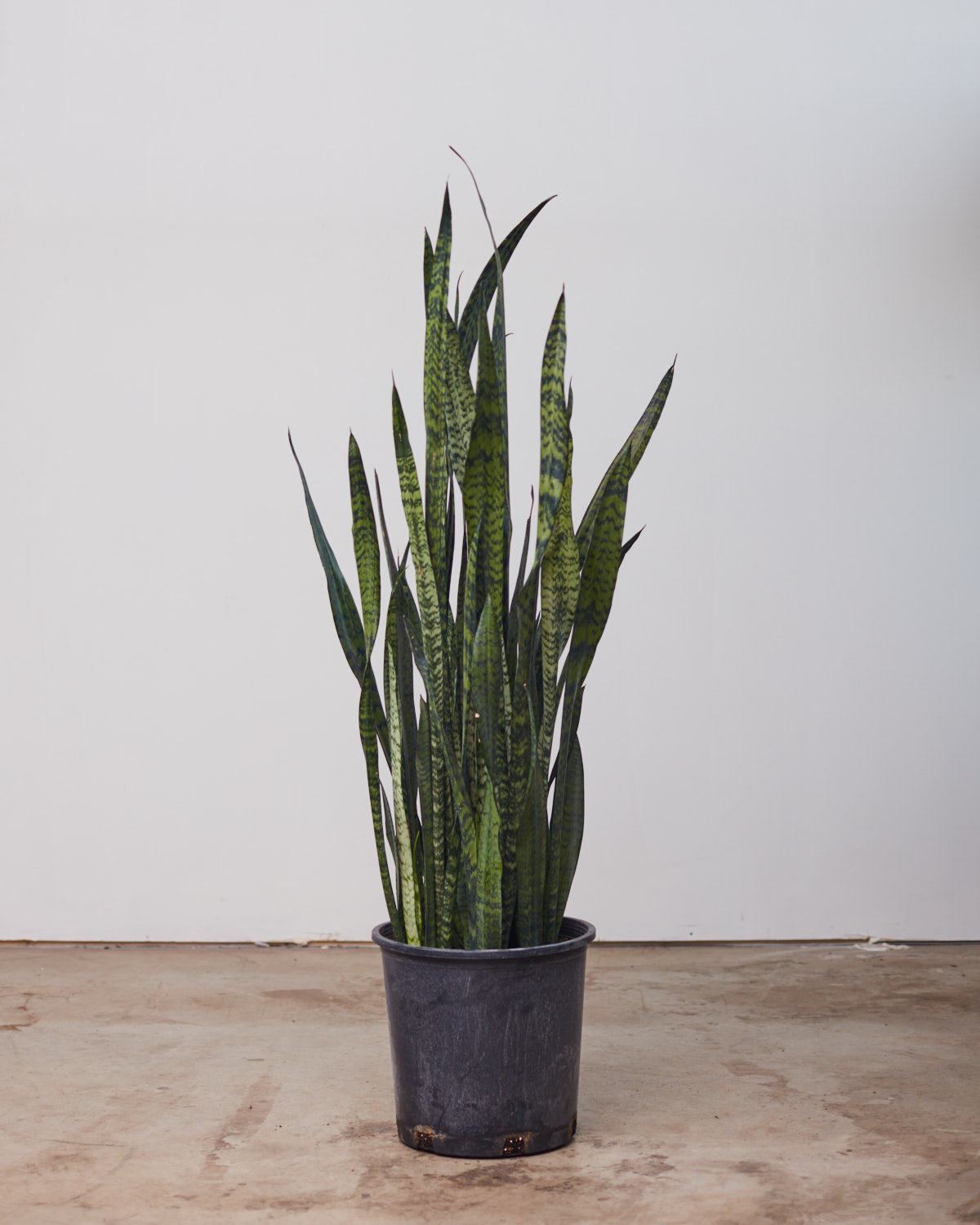 Green Snake Plant: Sansevieria trifasciata 'Zeylanica' - 14 inch pot - 3-4 foot tall