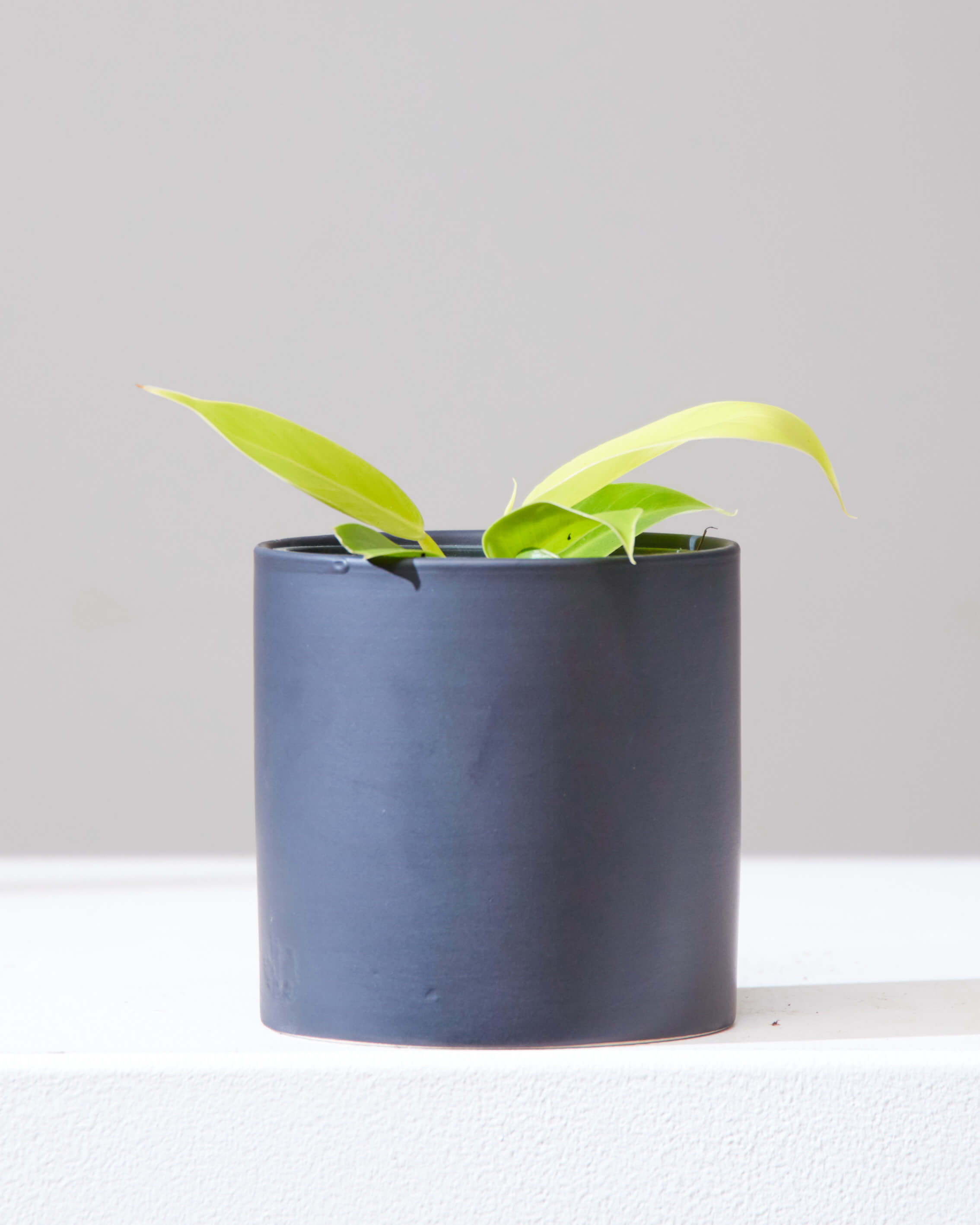 PHILODENDRON 'MOONLIGHT' 4" Grower Pot
