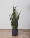 SNAKE PLANT (SANSEVIERIA 'ZEYLANICA') 14 Inch. Grower Pot (4-4.5' tall)