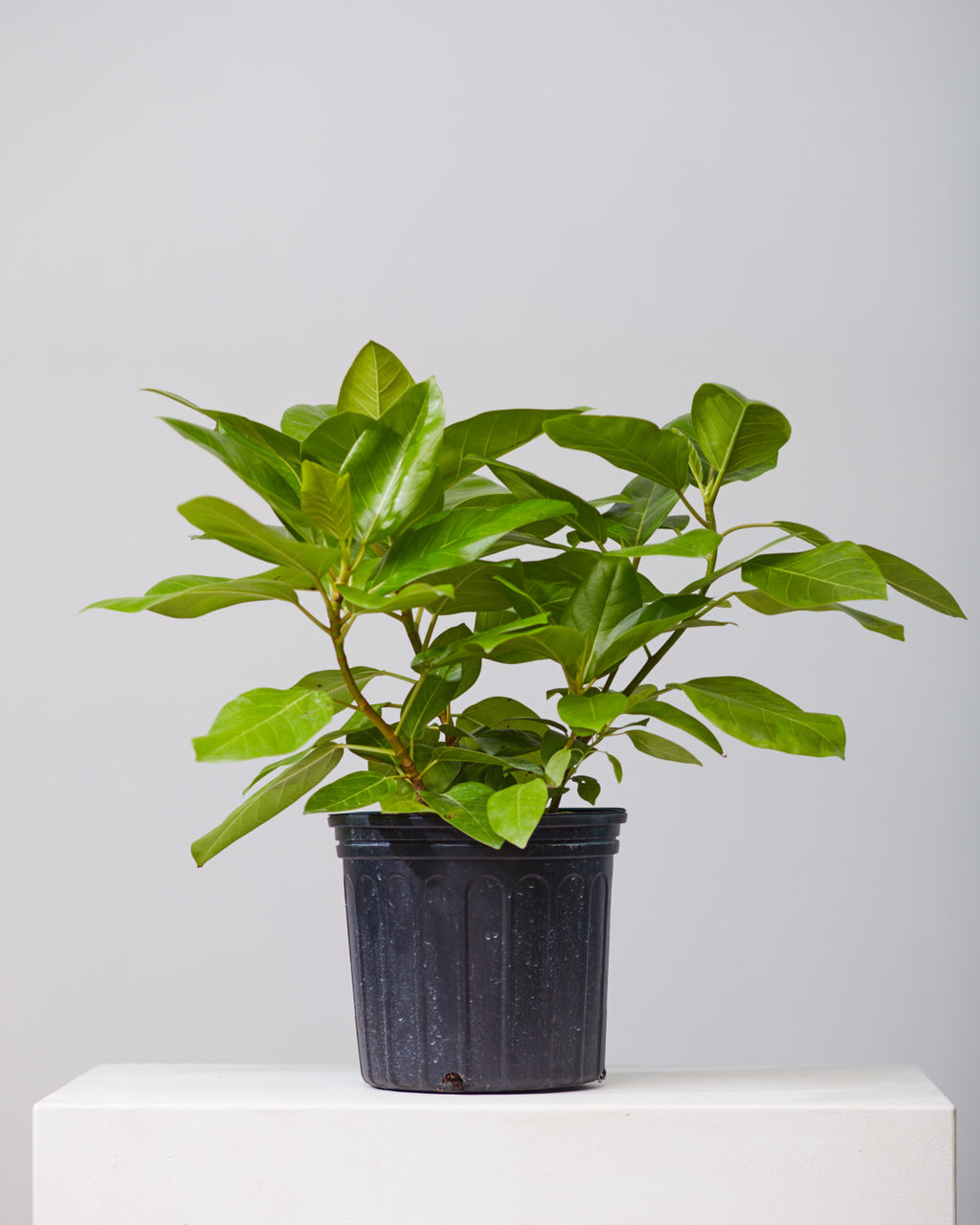 Yellow Gem Fig Bush: Ficus altissima - 10 inch pot - 2.5-3.5 foot tall