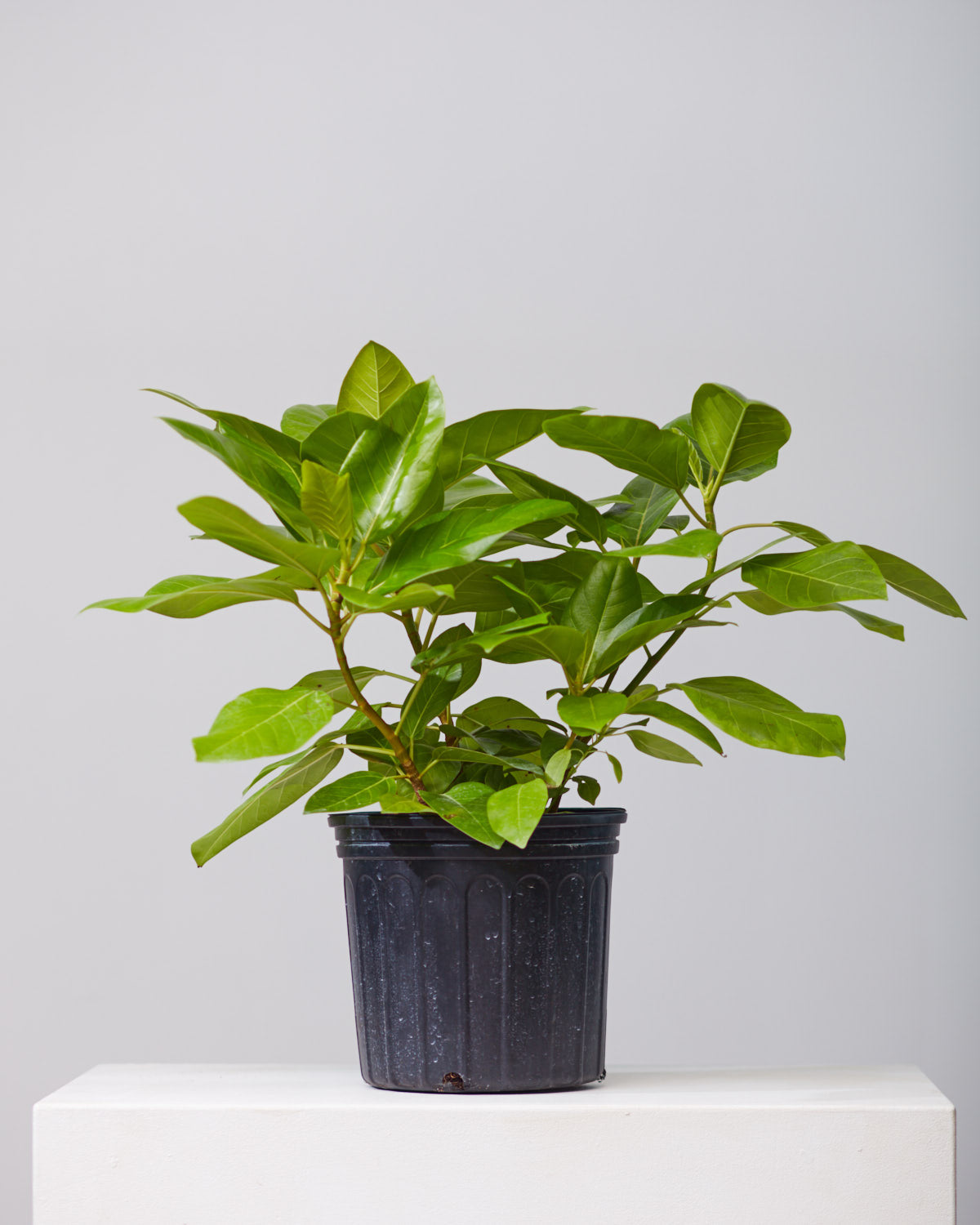 Yellow Gem Fig Bush: Ficus altissima - 10 inch pot - 2.5-3.5 foot tall