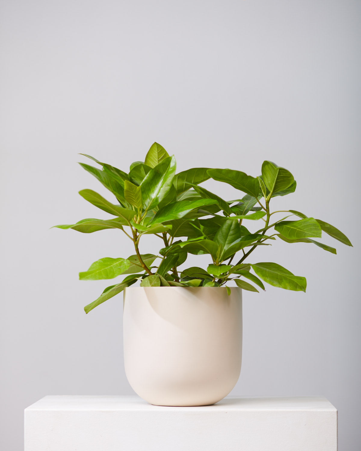 Yellow Gem Fig Bush: Ficus altissima - 10 inch pot - 2.5-3.5 foot tall