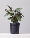 CALATHEA 'SETOSA' 8" Grower Pot