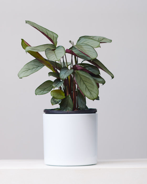 CALATHEA 'SETOSA' 8" Grower Pot