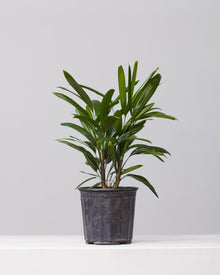  RHAPIS PALM 6" Grower Pot