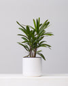 RHAPIS PALM 6" Grower Pot