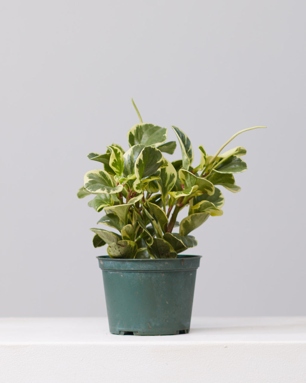 PEPEROMIA OBSTUSIFOLIA 'GOLDEN GATE' 6" Grower Pot